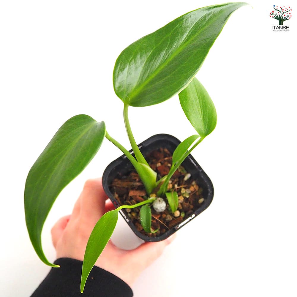 モンステラ バールマルクスフレーム 【観葉植物 3.5号／1個売り