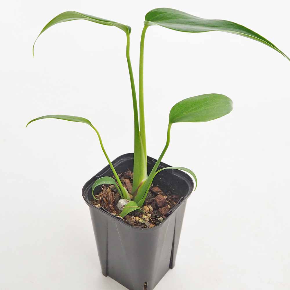 モンステラ バールマルクスフレーム 【観葉植物 3.5号／1個売り