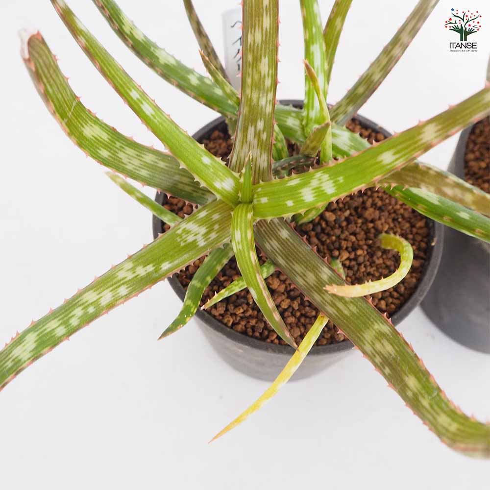 アロエ ベイケリ 【多肉植物 3号】｜ 【植物のITANSE】全品送料