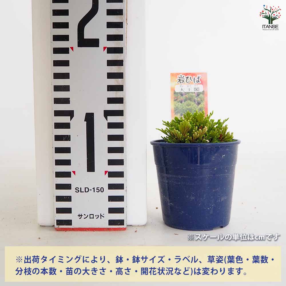 イワヒバ 大王閣 【観葉植物 2.5号／1個売り】｜ 【植物のITANSE