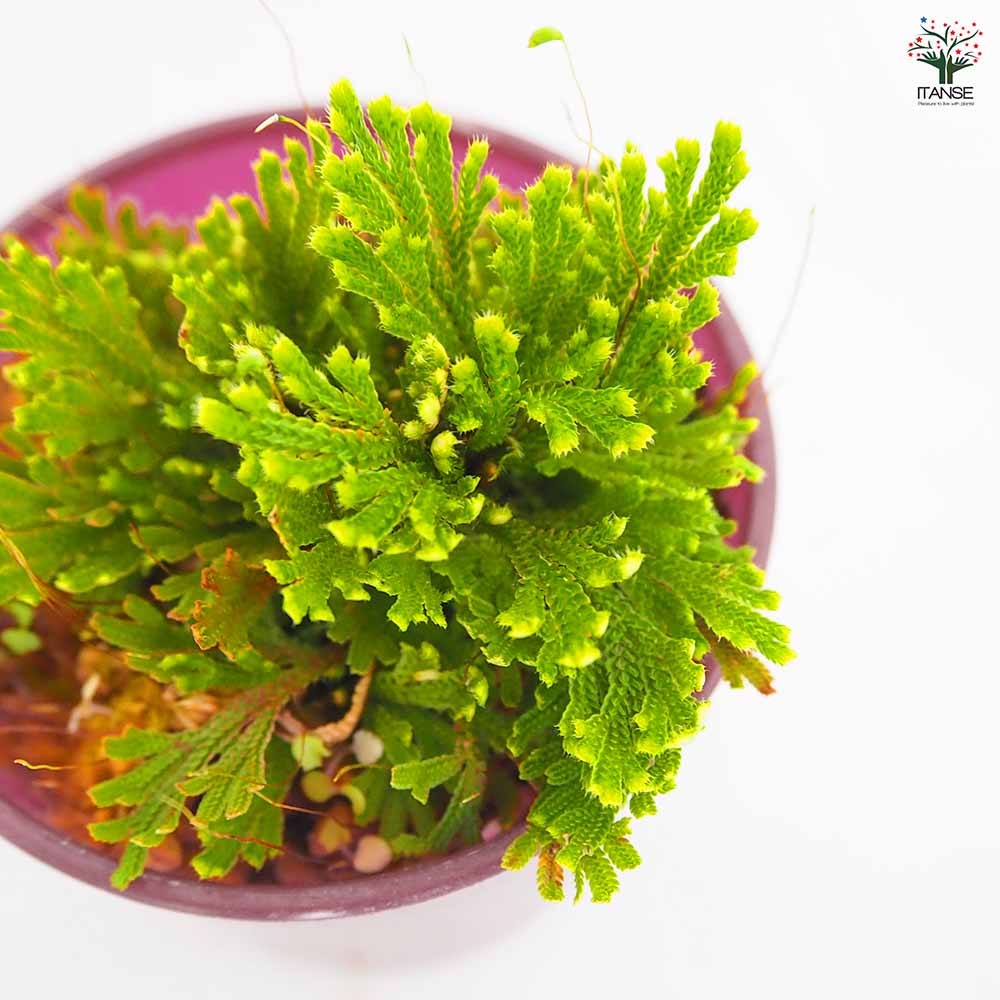イワヒバ 大王閣 【観葉植物 2.5号／1個売り】｜ 【植物のITANSE