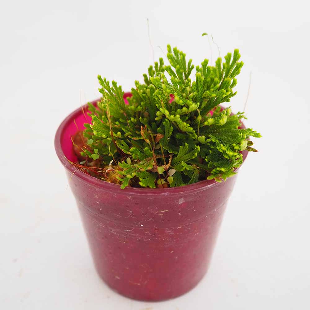 イワヒバ 大王閣 【観葉植物 2.5号／1個売り】｜ 【植物のITANSE