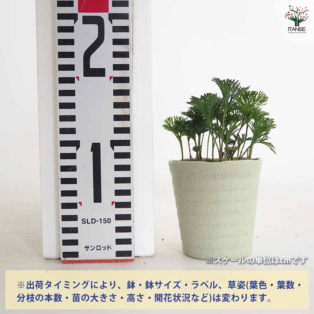 エラフォグロッサム ペルタツム 【観葉植物 3号／1個売り】｜ 【植物の