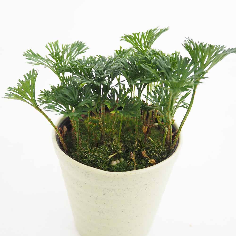 Elaphoglossum peltatum シダレア植物パルダリウムアンデス産 エラフォグロッサム ペルタツム 【観葉植物 3号／1個売り】｜ 【植物の