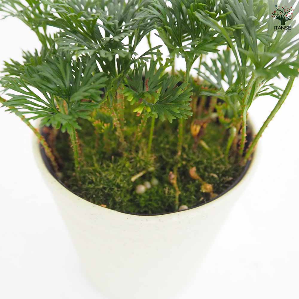 エラフォグロッサム ペルタツム 【観葉植物 3号／1個売り】｜ 【植物の