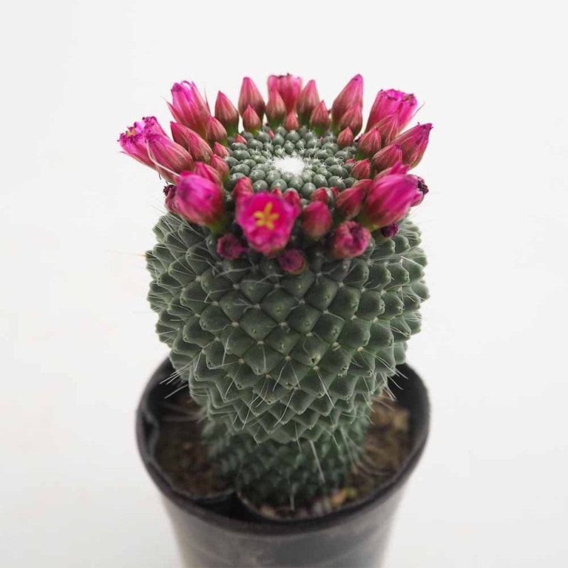 多肉植物 寄せ植え アズカーワイド(どこにでも置きやすいサイズの楕円