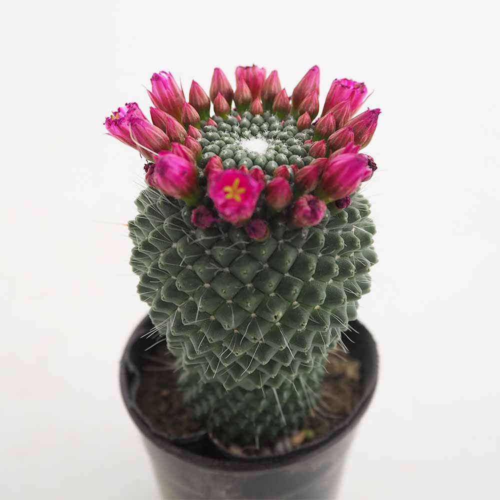 サボテン マミラリア マークシアナ 【多肉植物 3号／1個売り】