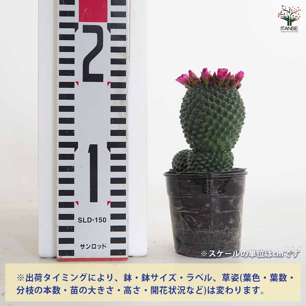 サボテン マミラリア マークシアナ 【多肉植物 3号／1個売り