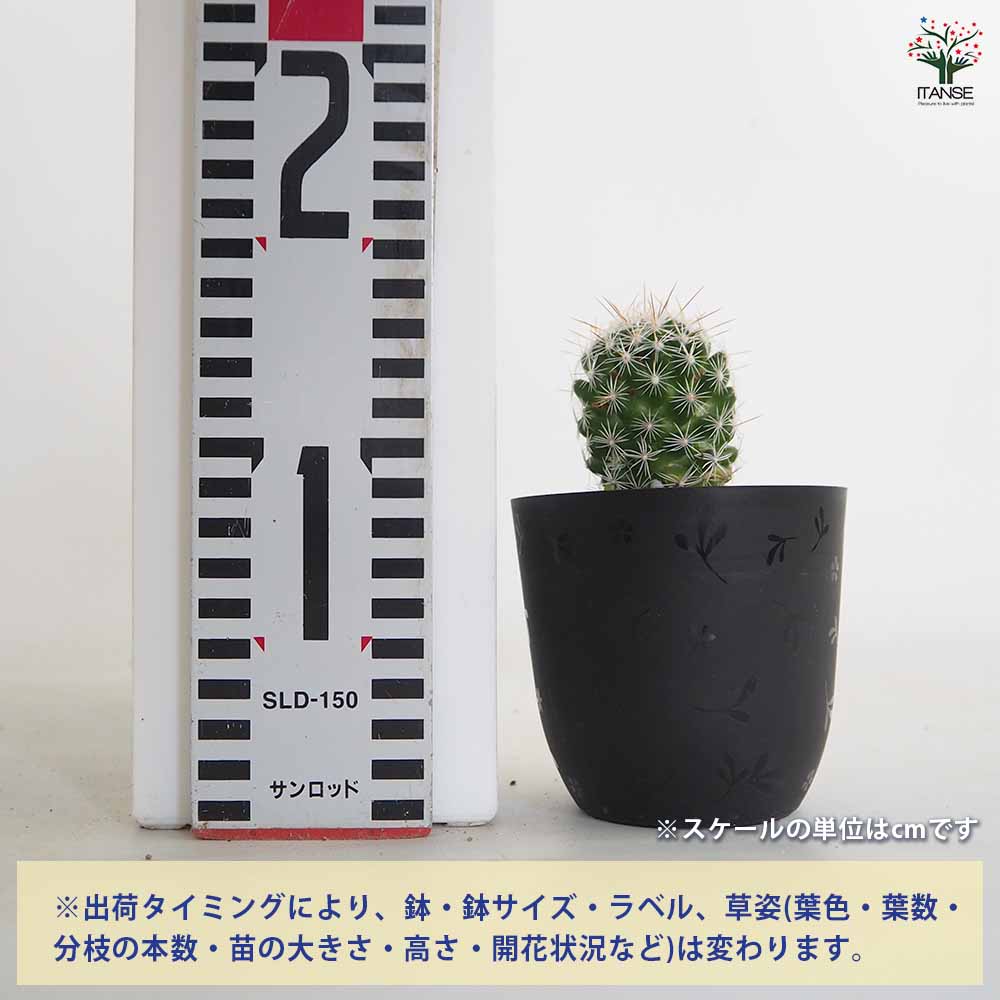 サボテン マミラリア ギンテマリ 【多肉植物 3号／1個売り】｜ 【植物