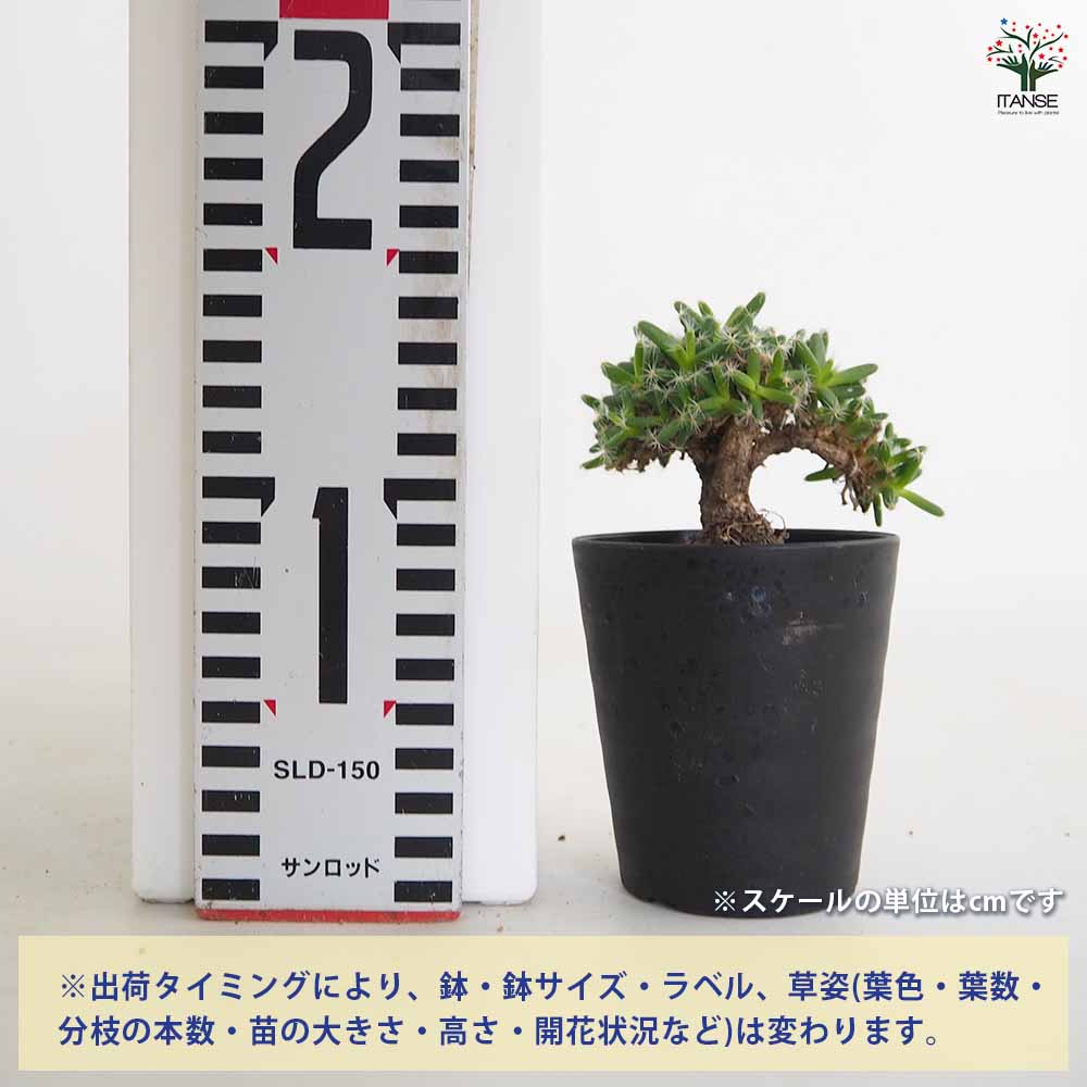 トリコディアデマ デンサム 紫晃星 【多肉植物 3号／1個売り
