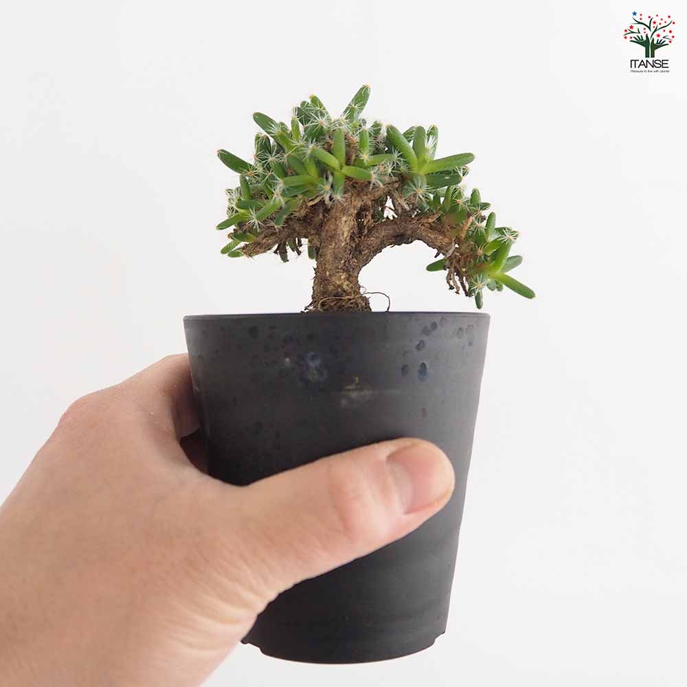 トリコディアデマ デンサム 紫晃星 【多肉植物 3号／1個売り