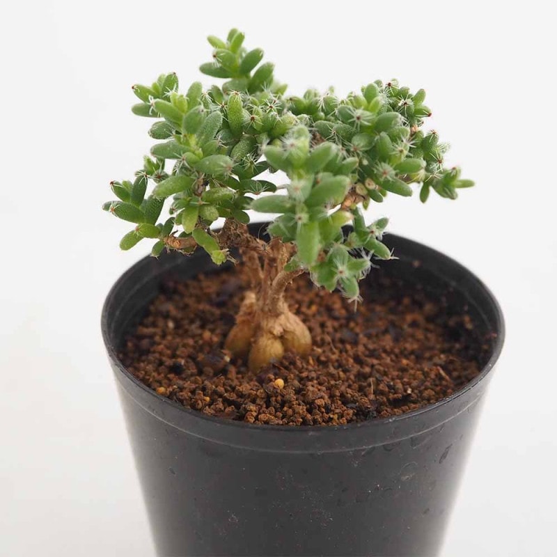 サボテン 金鯱(キンシャチ) 【多肉植物 2.5号】｜ 【植物の
