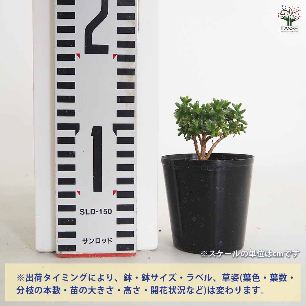 トリコディアデマ ブルボスム 姫紅小松 【多肉植物 2.5号／1個売り