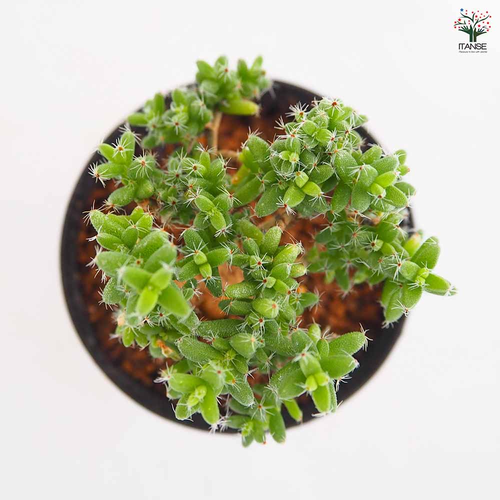 トリコディアデマ ブルボスム 姫紅小松 【多肉植物 2.5号／1個売り