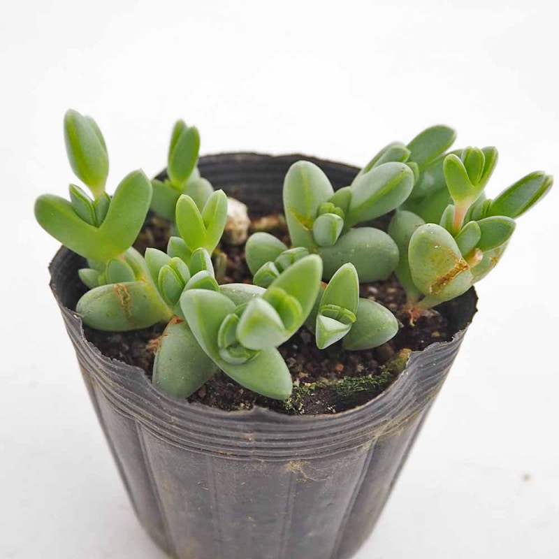 アエオニウム リバーストーン 【多肉植物 3号】｜ 【植物の