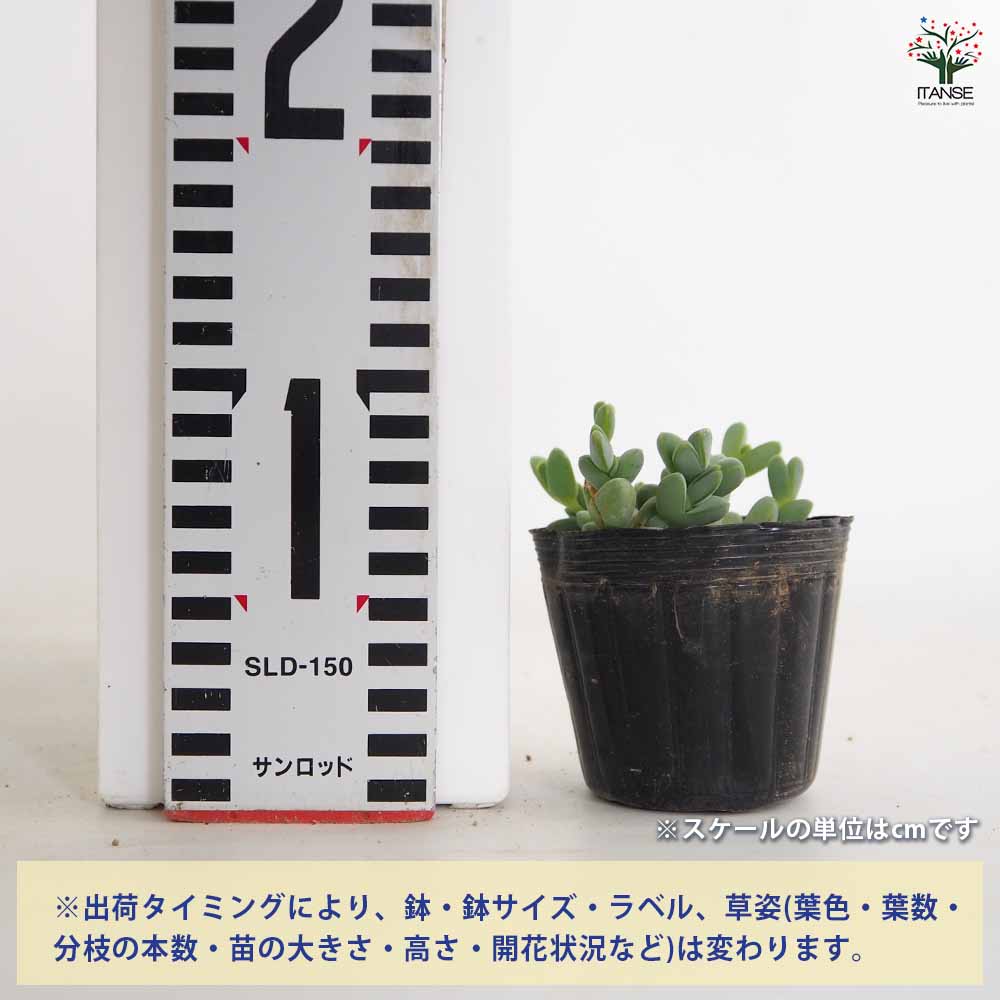 碧魚連(ヘキギョレン) 【多肉植物 2.5号】｜ 【植物のITANSE