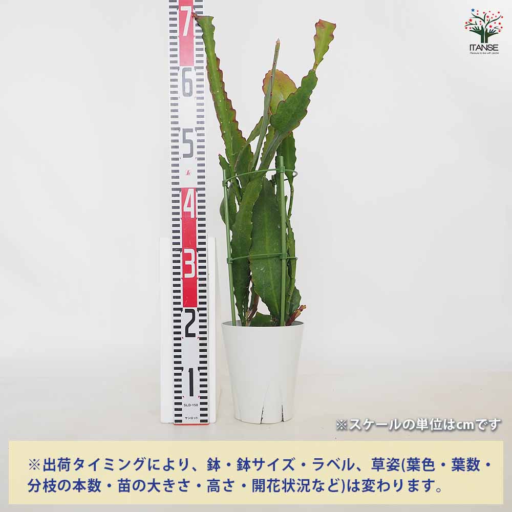 孔雀サボテン 黄花 【多肉植物 5号／1個売り】｜ 【植物のITANSE