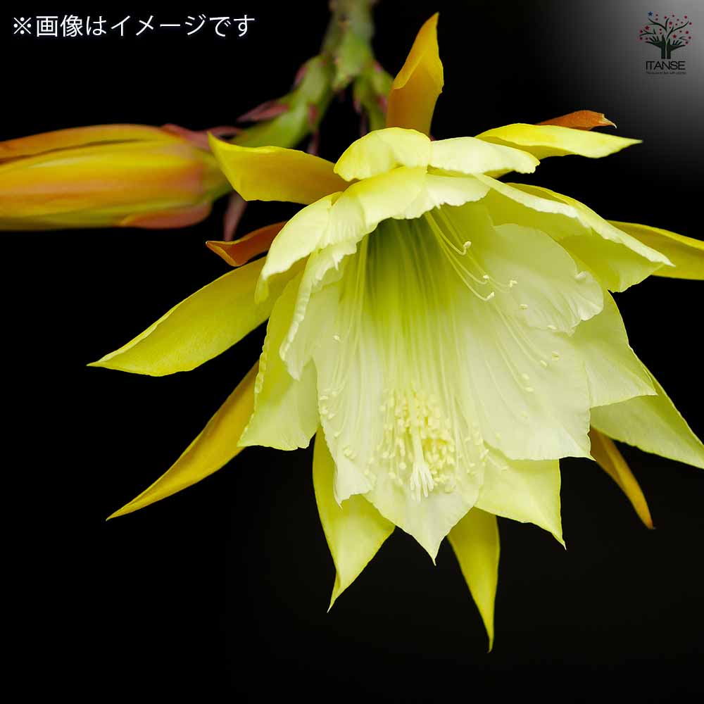 孔雀サボテン 黄花 【多肉植物 5号／1個売り】｜ 【植物のITANSE