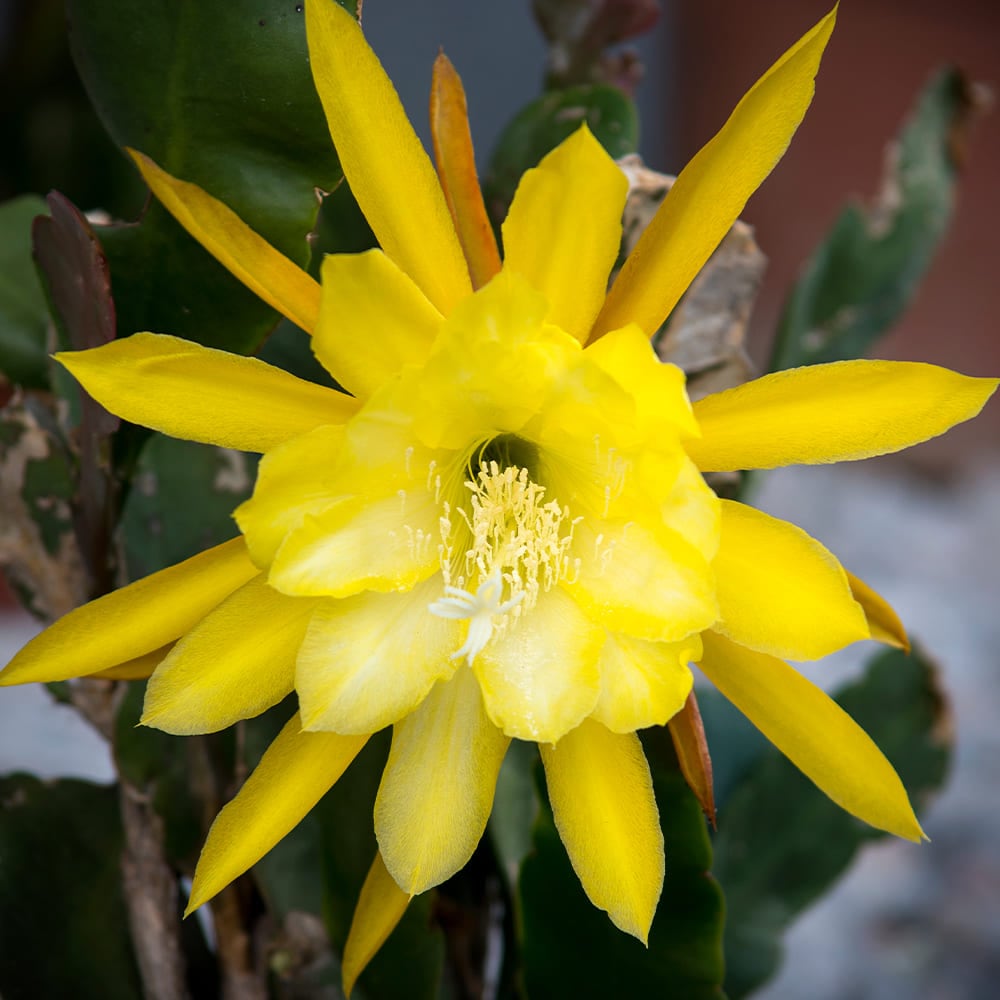 孔雀サボテン 黄花 【多肉植物 5号／1個売り】｜ 【植物のITANSE