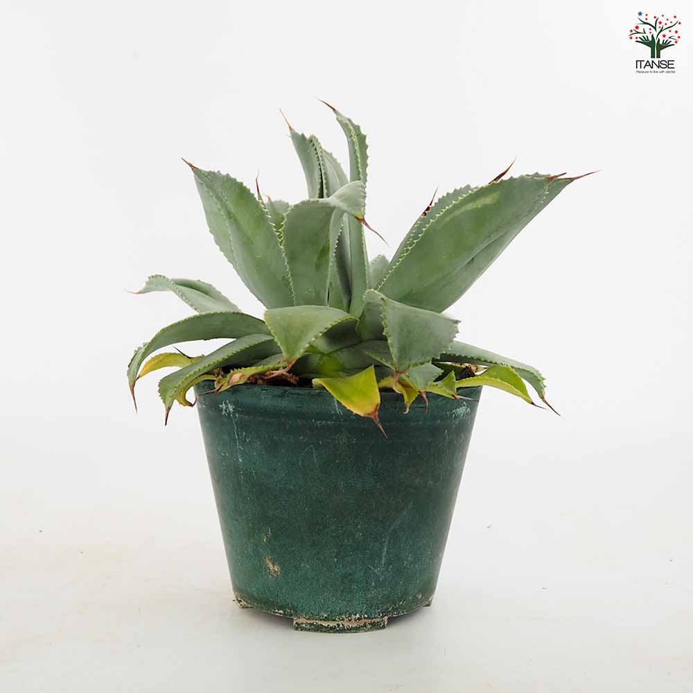 アガベ キャメロンブルー 【多肉植物 4.5号/1個売り】| 【植物 アガベ キャメロンブルー 【多肉植物 4.5号/1個売り】| 【植物