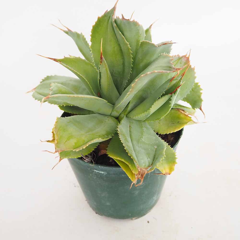 アガベ｜【植物のITANSE】全品送料無料・即出荷!