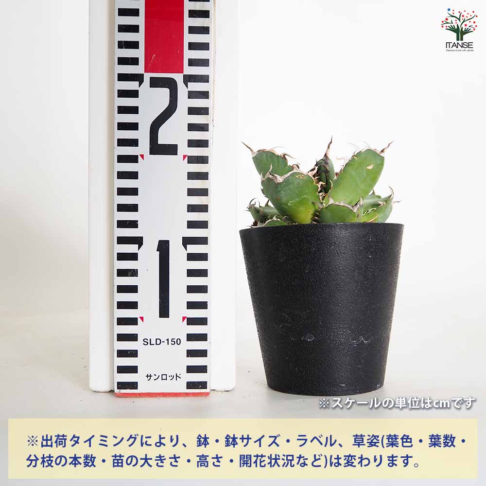 身長高さの巨大多肉　アガベ 埼玉県産 多肉植物 アガベ（パリー・ホーチエンシス）: 埼玉・暮らしの