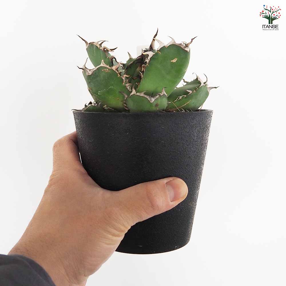 アガベ 黒鯨 【多肉植物 4号／1個売り】｜ 【植物のITANSE】全品