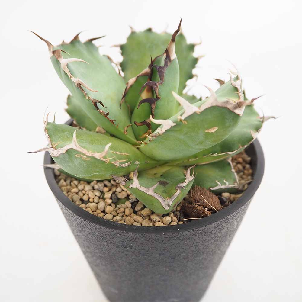 アガベ 黒鯨 【多肉植物 4号／1個売り】｜ 【植物のITANSE】全品