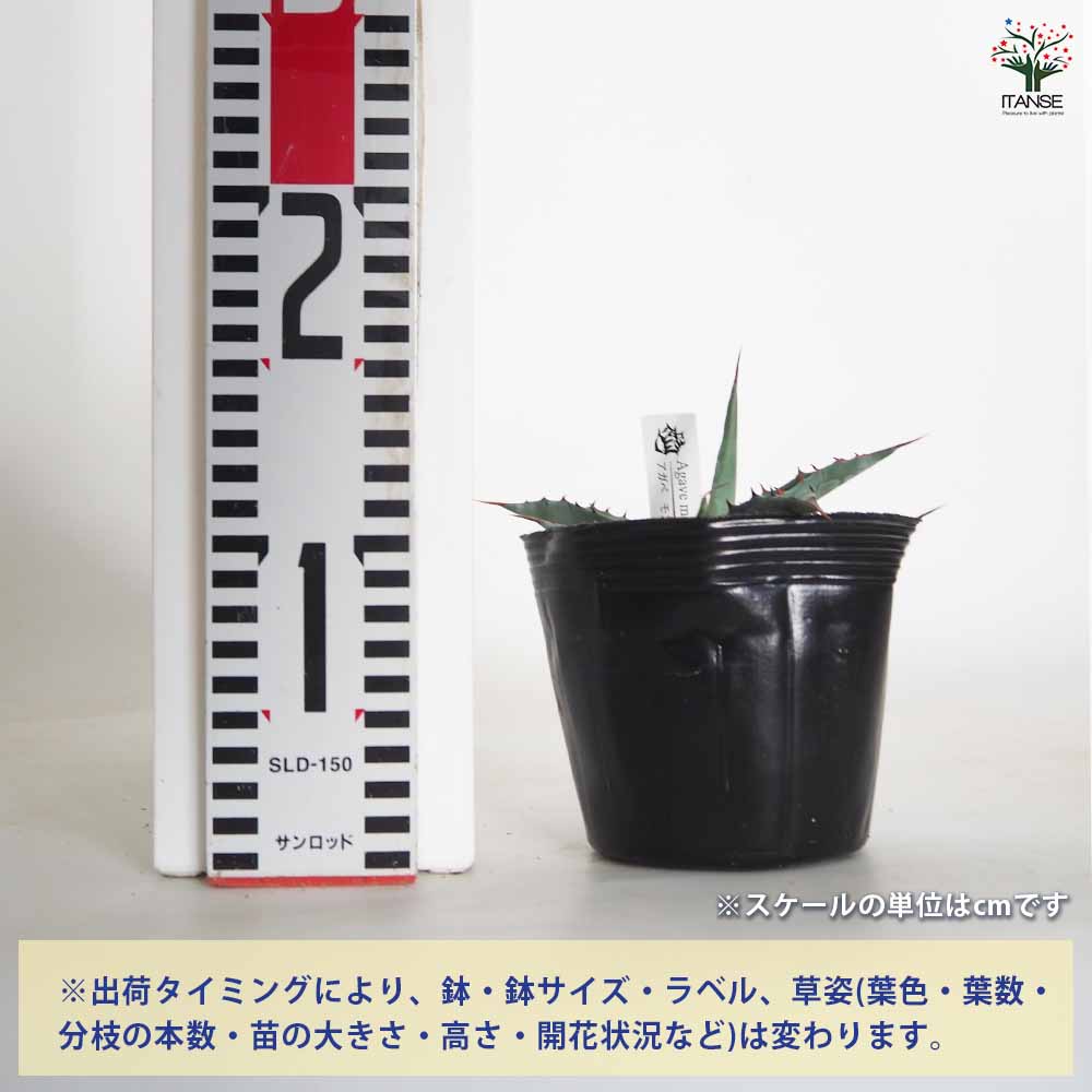 アガベ モンタナ 【多肉植物 4号／1個売り】｜ 【植物のITANSE