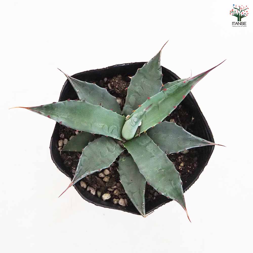 アガベ モンタナ 【多肉植物 4号／1個売り】｜ 【植物のITANSE