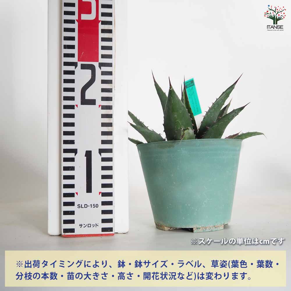 アガベ ショータイム 【多肉植物 4.5号／1個売り】｜ 【植物の