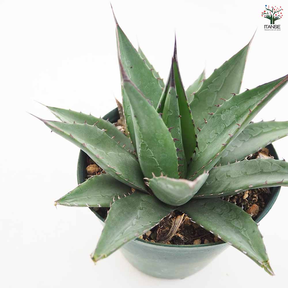 アガベ　レア　大株　美株　ショータイム アガベ ショータイム 【多肉植物 4.5号／1個売り】｜ 【植物の