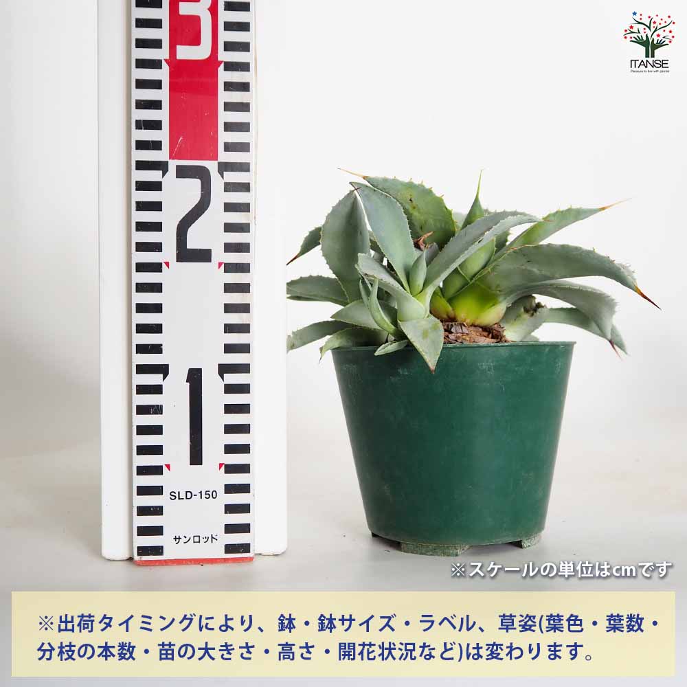 アガベ ブルーウェーブ 【多肉植物 4.5号／1個売り】｜ 【植物の