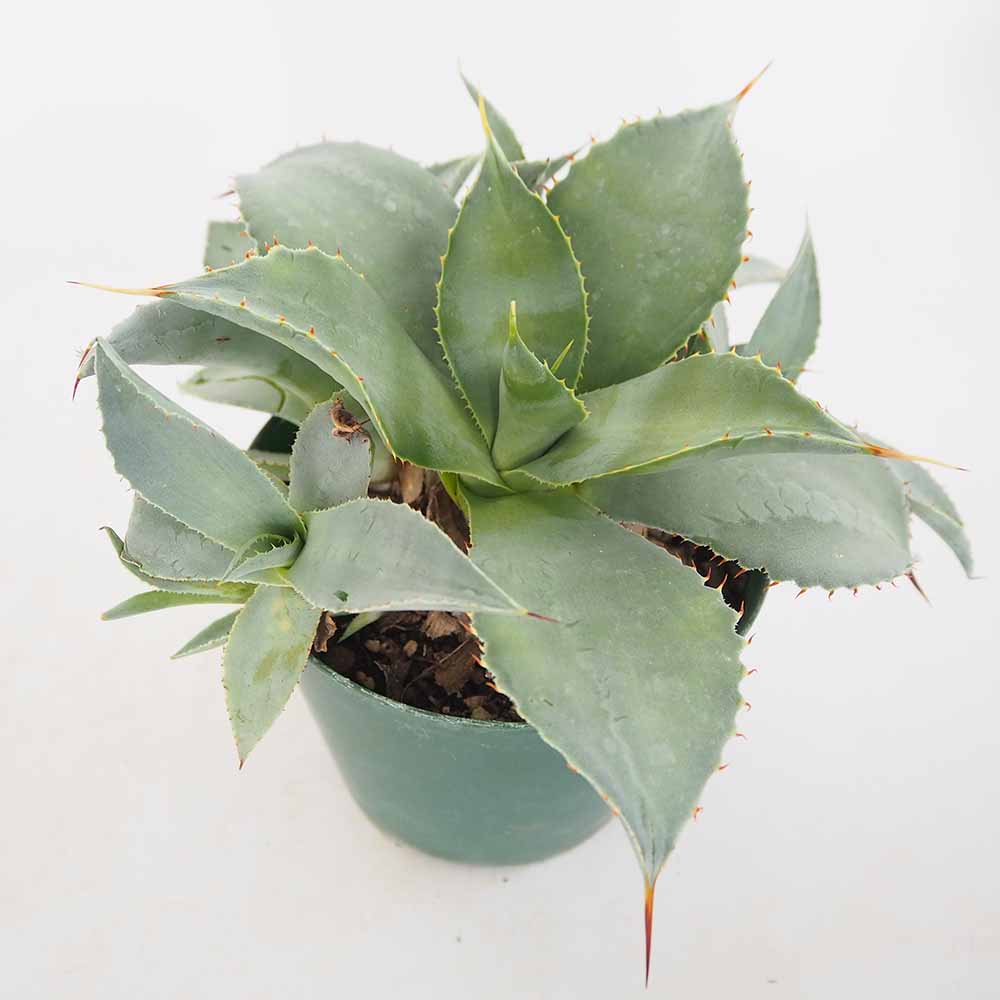 アガベ ブルーウェーブ 【多肉植物 4.5号／1個売り】｜ 【植物の
