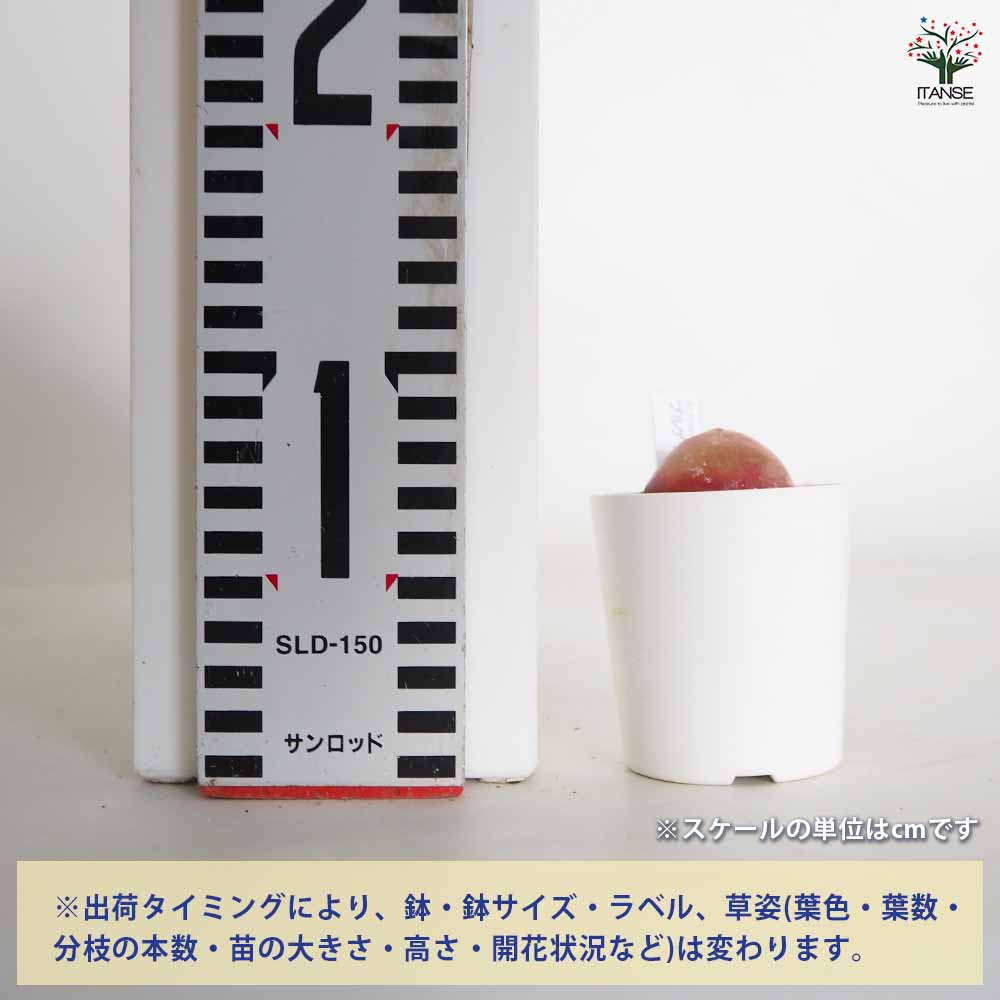 とおる様　確認用　コノフィツム　ブルゲリ　1.7cm以上　10点　S30、31 コノフィツム ブルゲリ 【多肉植物 2.5号／1個売り】｜ 【植物の