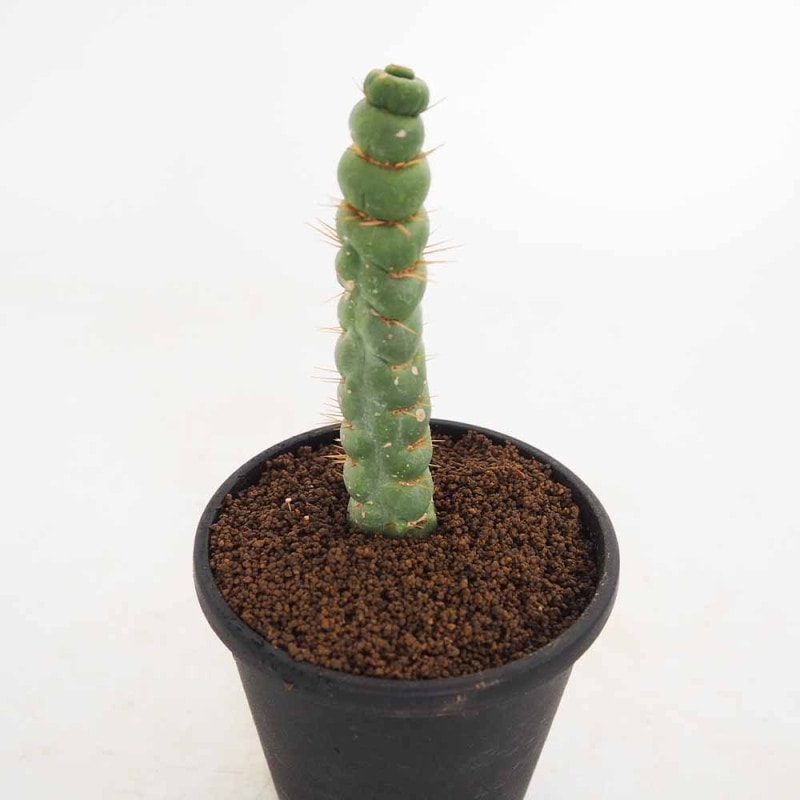 柱サボテン 竜神木綴化 【多肉植物 4号/1個売り】| 【植物の 柱サボテン 竜神木綴化 【多肉植物 4号/1個売り】| 【植物の