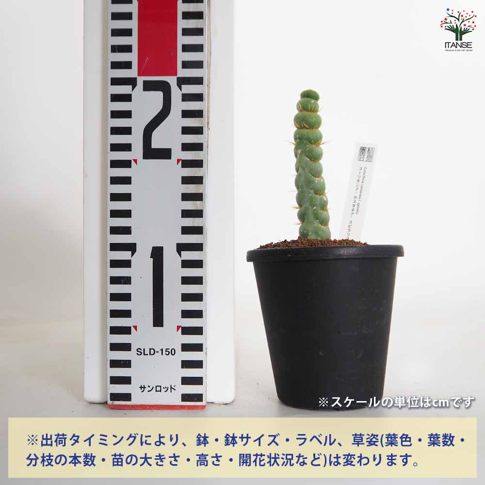 ユーリキニア カスタネア スピラリス 【多肉植物 3.5号／1個売り
