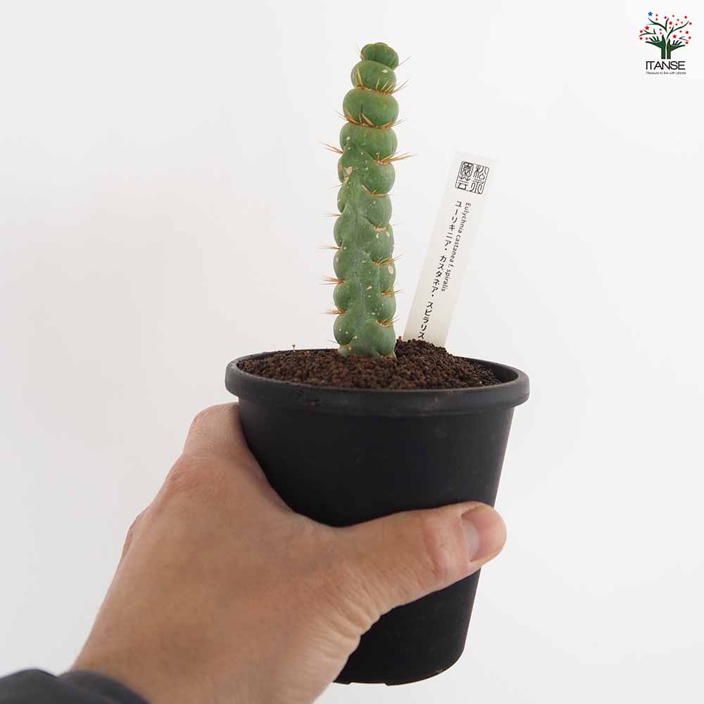 ユーリキニア カスタネア スピラリス 【多肉植物 3.5号／1個売り