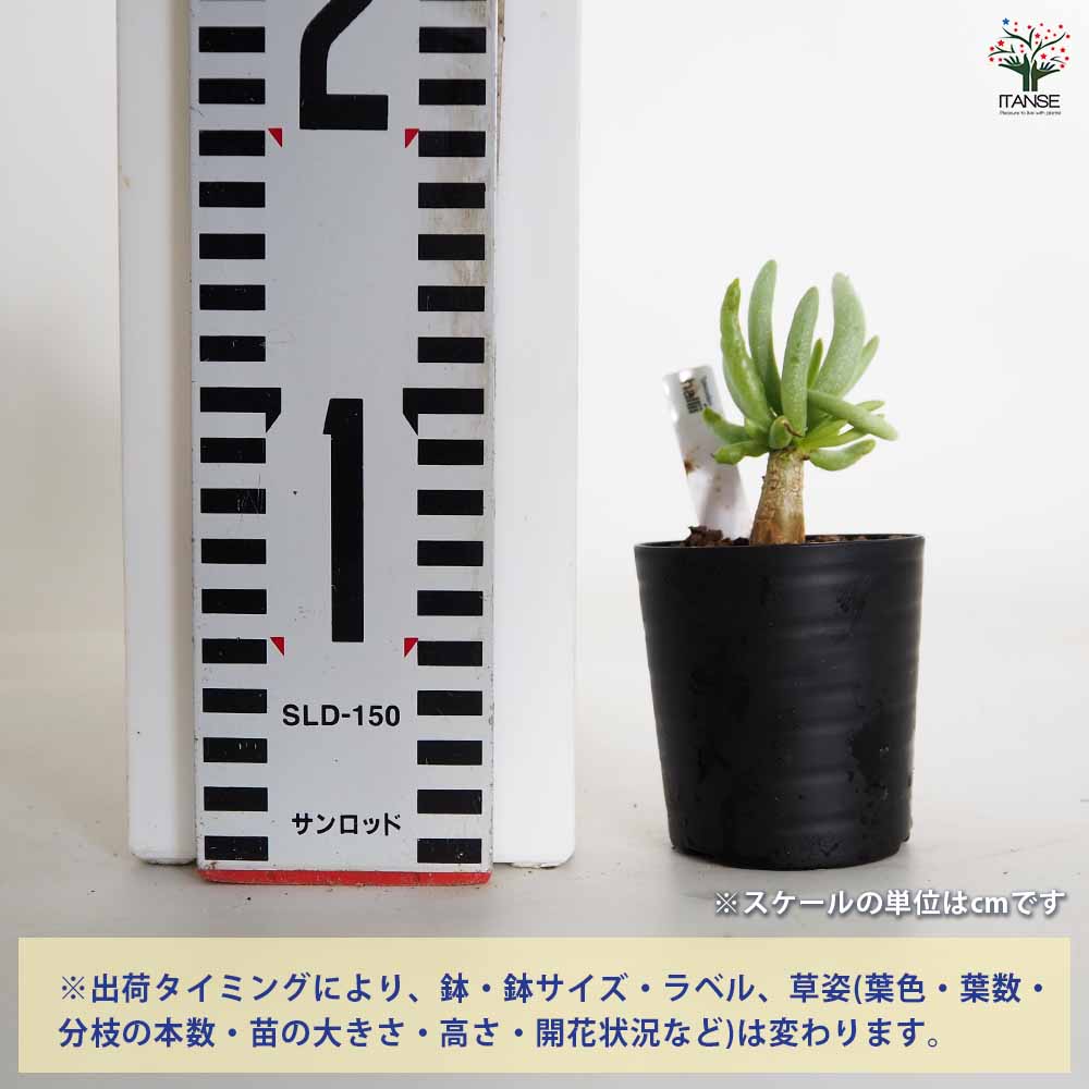 チレコドン ハリー 【多肉植物 2.5号／1個売り】｜ 【植物の