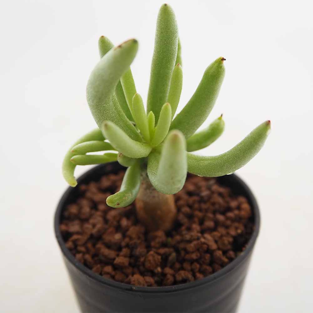 チレコドン ハリー 【多肉植物 2.5号／1個売り】｜ 【植物の
