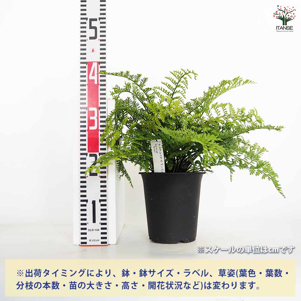 アスプレニウム パーバティ 【観葉植物 5号／1個売り】｜ 【植物の