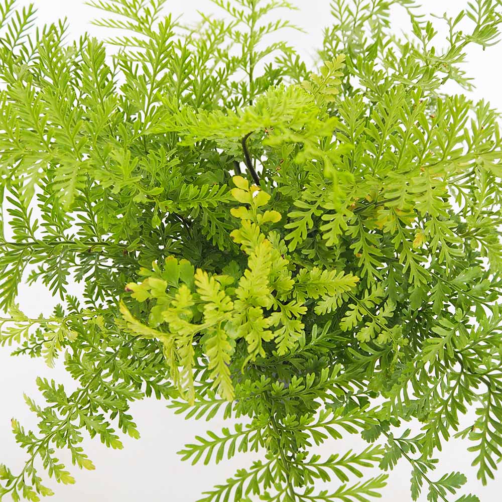 アスプレニウム パーバティ 【観葉植物 5号／1個売り】