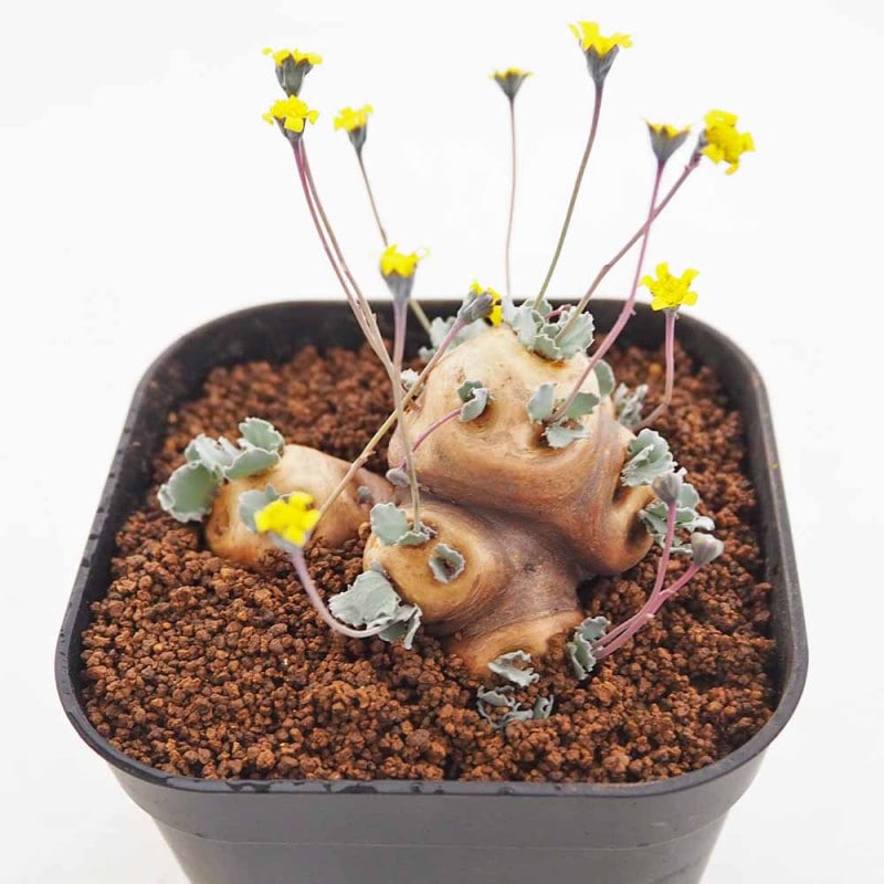 観葉植物 イエロー 【観葉植物 】｜ 【植物のITANSE】全品送料