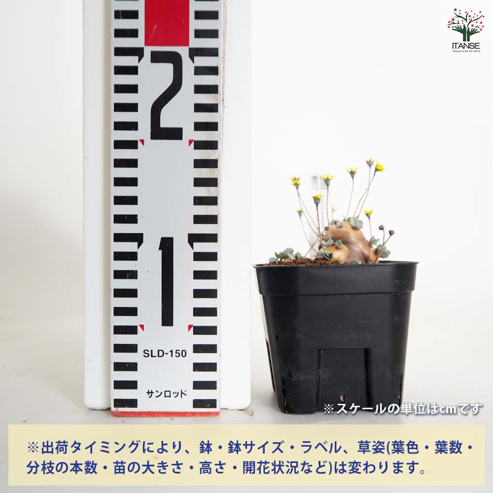 オトンナ カカリオイデス 【観葉植物 3.5号／1個売り】｜ 【植物の