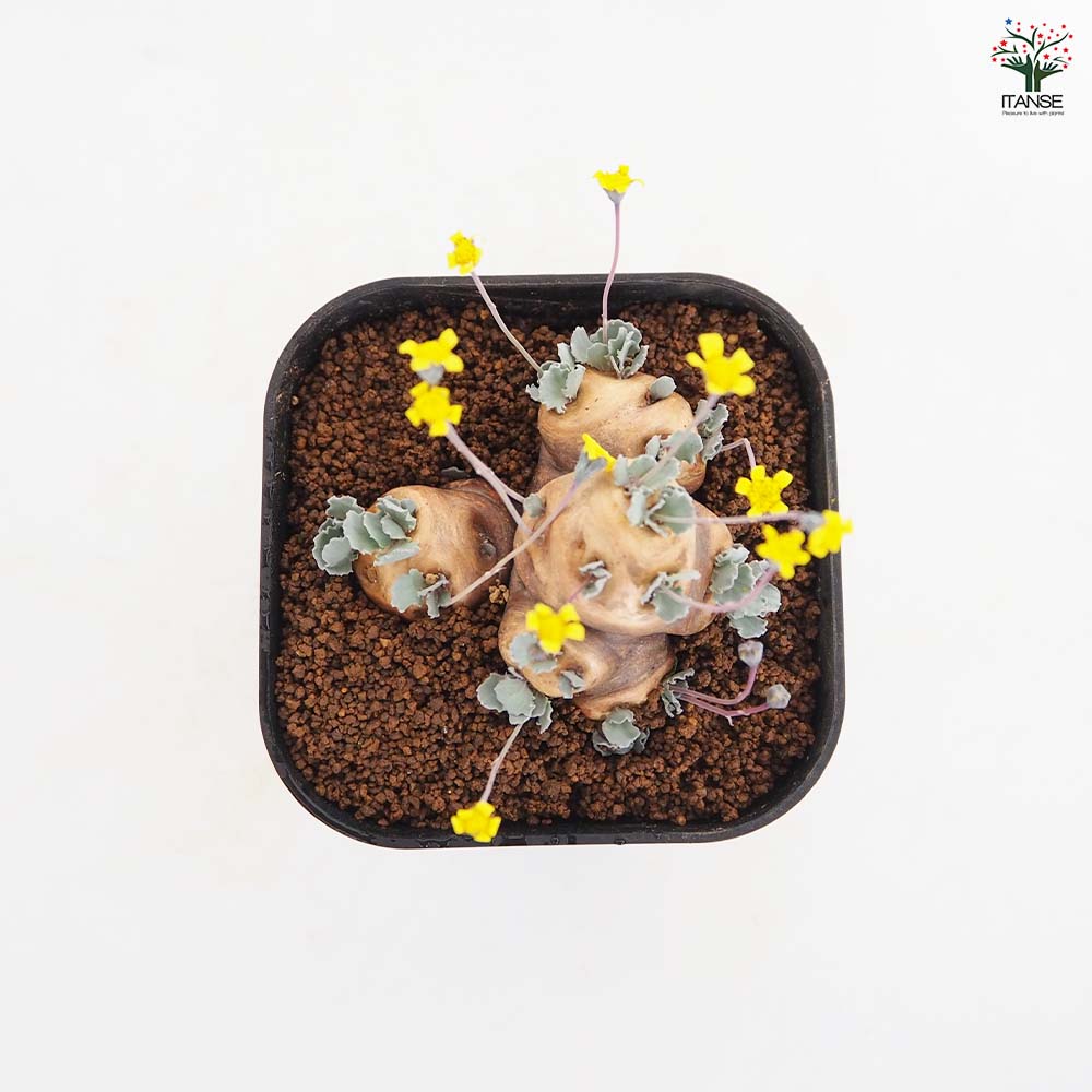 オトンナ カカリオイデス 【観葉植物 3.5号／1個売り】｜ 【植物の