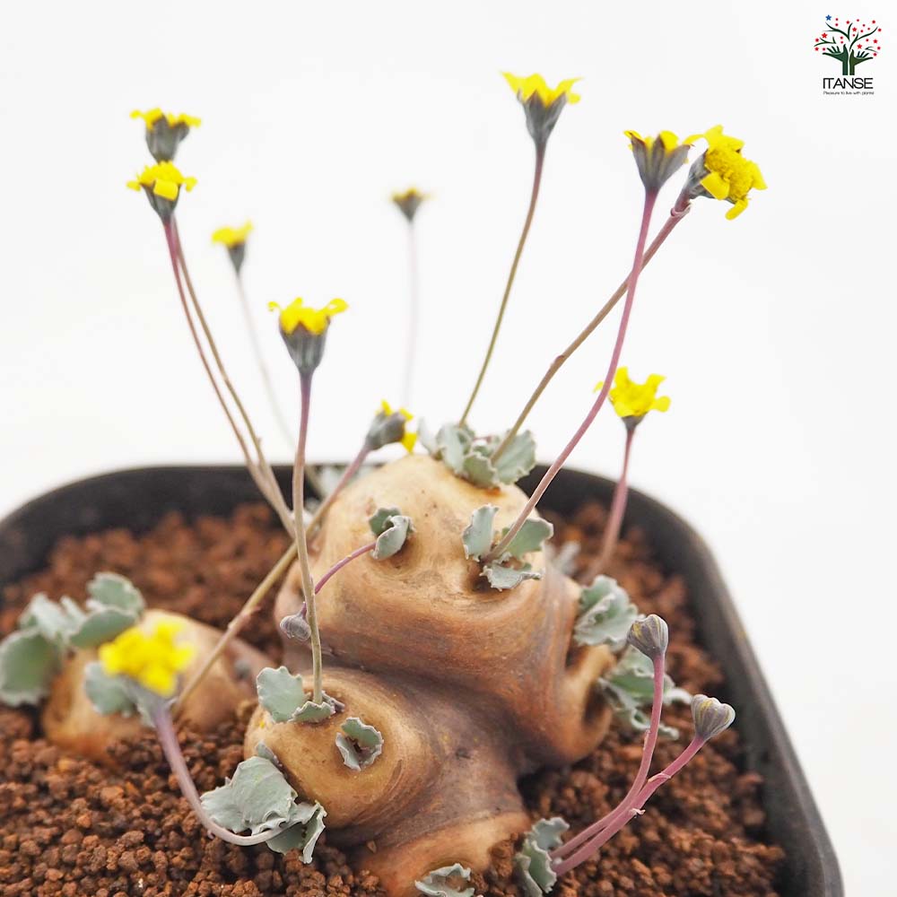 オトンナ カカリオイデス 【観葉植物 3.5号／1個売り】｜ 【植物の