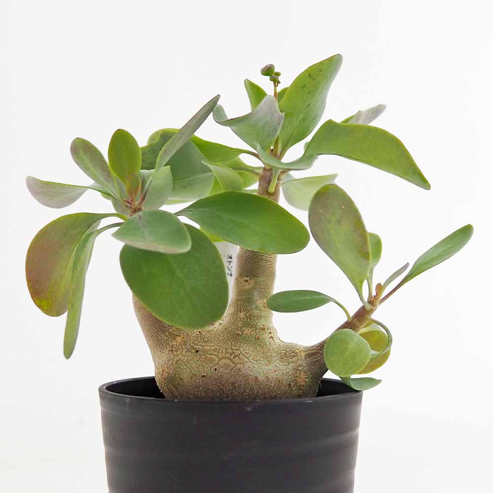 オトンナ トリプリネルビア 【観葉植物 2.5号／1個売り】｜ 【植物の