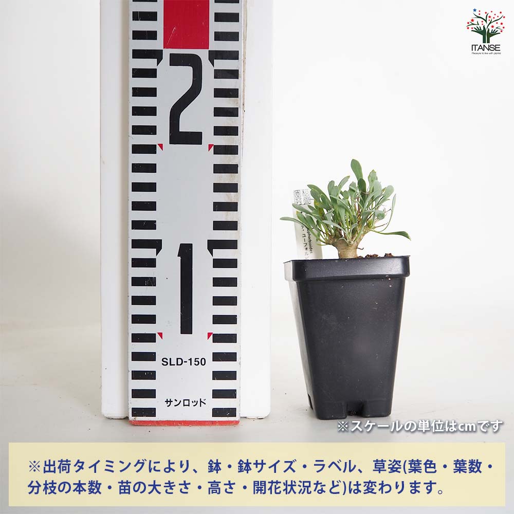 オトンナ ロバタ 当方で2夏越済 鉢ごと発送 【公式通販】