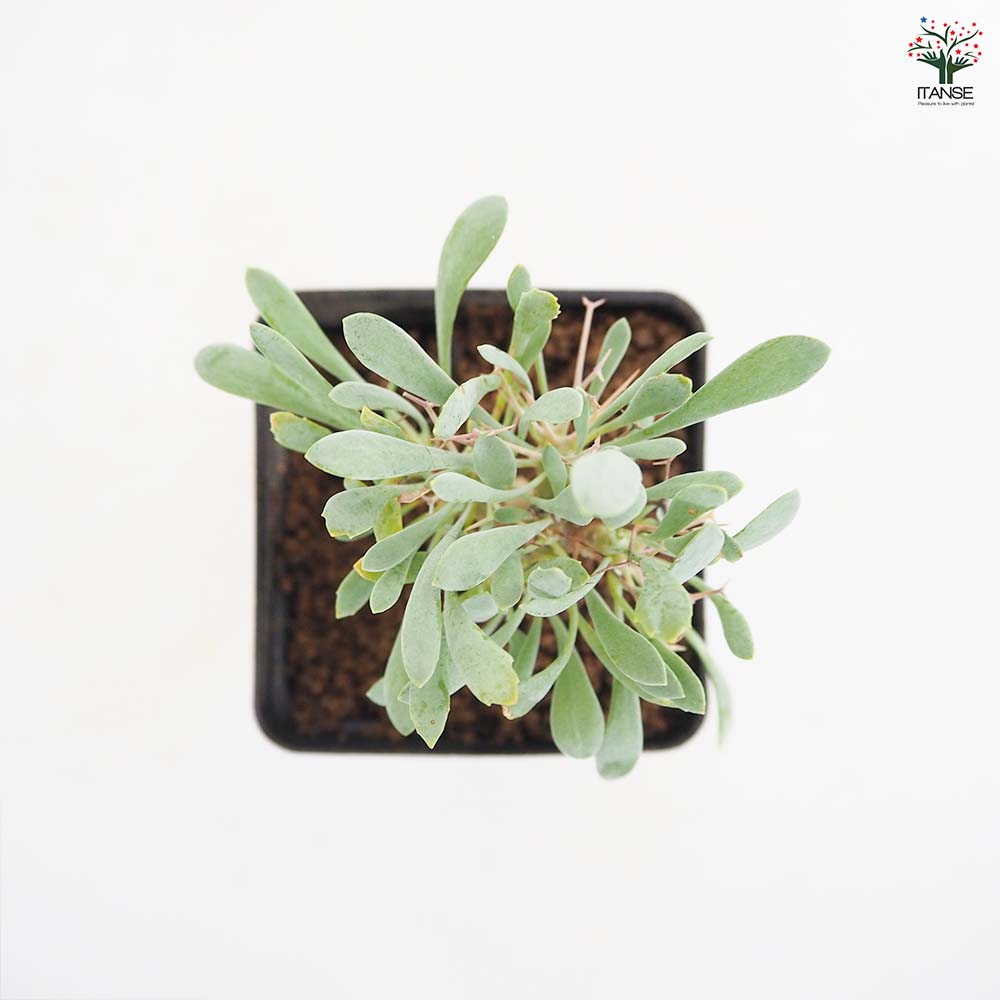 オトンナ ユーフォルビオイデス 【観葉植物 2.5号／1個売り】｜ 【植物