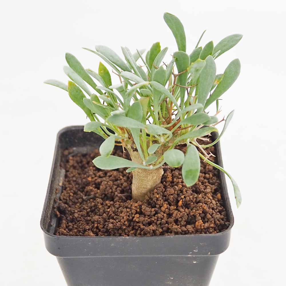 オトンナ ユーフォルビオイデス 【観葉植物 2.5号／1個売り】｜ 【植物